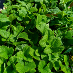 Jahoda ananásová - Pineberry (Fragaria × ananassa) ´SNOW WHITE´ - P9